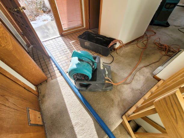 Best Mold removal after water damage  in Osburn, ID